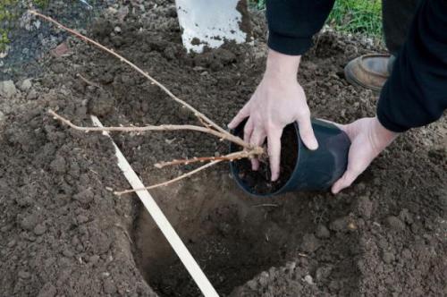 Посадка черной смородины осенью в Подмосковье. Когда сажать смородину в открытый грунт осенью, в,, каком месяце