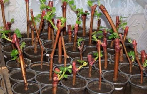 Как рассадить малину осенью черенками. Размножение одеревеневшими черенками