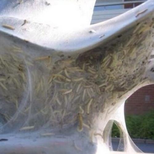 Чем обработать груши осенью от болезней и вредителей. Ржавчина 08