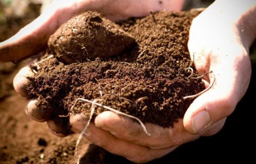 Чернозем для винограда? Благоприятная почва для выращивания винограда