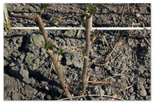 Как посадить смородину черенками в картинках. Размножение черенками