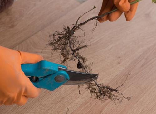 Как рассадить малину осенью черенками. Размножение одеревеневшими черенками 04 Как рассадить малину осенью черенками. Размножение одеревеневшими черенками 04