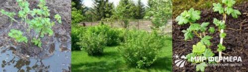 Где посадить крыжовник на участке. Посадка крыжовника 02 Где посадить крыжовник на участке. Посадка крыжовника 02