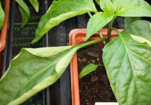 Почему желтеют и скручиваются листья у перца. Почему скручиваются листья у рассады перца