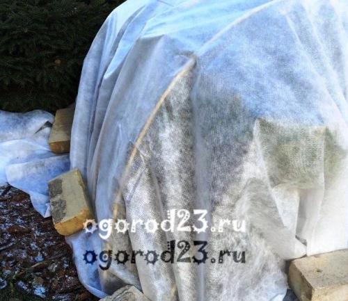 Укрытие роз на зиму. Чем укрыть розы, чтобы сохранить их зимой?