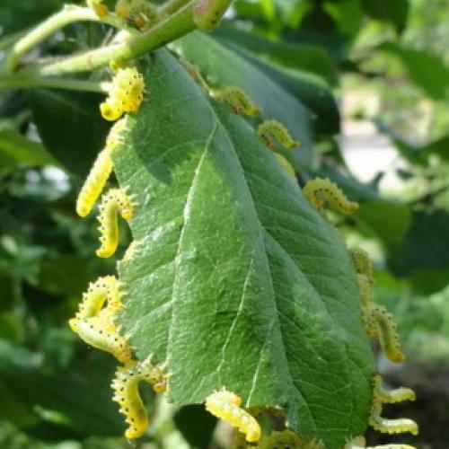 Чем обработать груши осенью от болезней и вредителей. Ржавчина 07 Чем обработать груши осенью от болезней и вредителей. Ржавчина 07