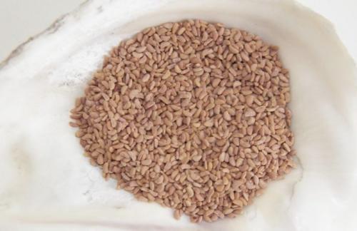 Как вырастить из семян малину. Как вырастить малину из семян?