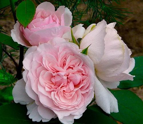 Укрыть виноград на зиму в сибири. Как укрыть на зиму виноград первого года 05 Укрыть виноград на зиму в сибири. Как укрыть на зиму виноград первого года 05