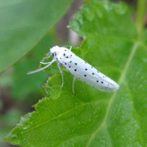 Чем обработать груши осенью от болезней и вредителей. Ржавчина 12 Чем обработать груши осенью от болезней и вредителей. Ржавчина 12