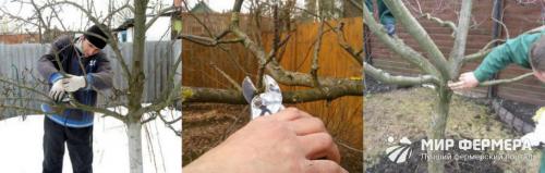 Обрезка яблонь на зиму. Обрезка яблонь зимой