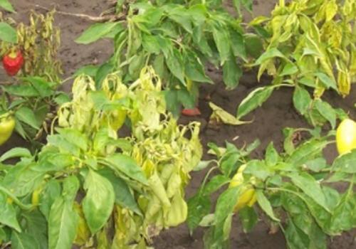 Почему желтеют и скручиваются листья у перца. Почему скручиваются листья у рассады перца