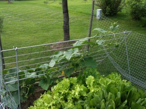 Как правильно сделать шпалеры для малины. Какие виды шпалер существуют, как сделать своими руками, инструкции и опыт участников FORUMHOUSE