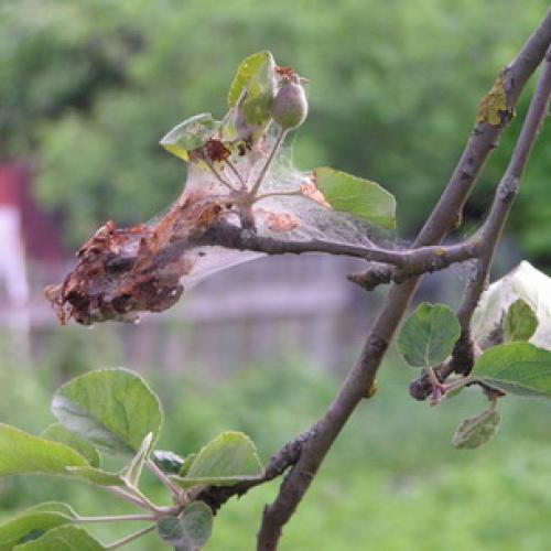 Чем обработать груши осенью от болезней и вредителей. Ржавчина 13 Чем обработать груши осенью от болезней и вредителей. Ржавчина 13