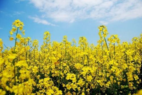 Чем засеять огород, чтобы земля отдохнула на несколько лет. Что посадить после картофеля, чтобы земля отдохнула