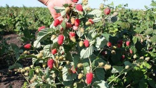 Малина Ремонтантная Сорта Обсуждение