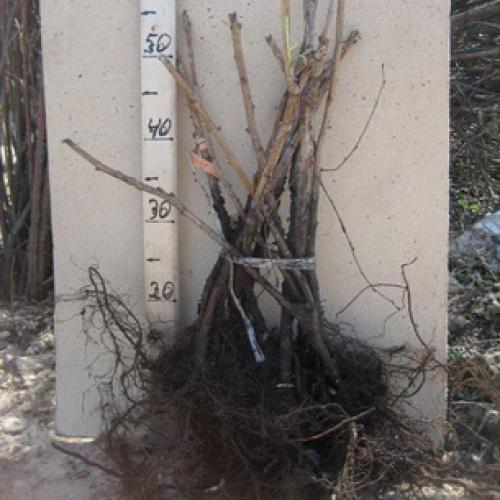 Как правильно выращивать малину. Выращивание садовой малины:, как правильно посадить кусты на участке 02