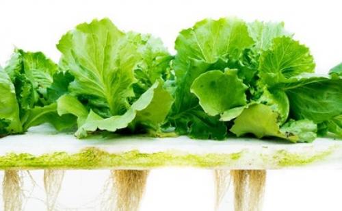 Выращивание салата на гидропонике в домашних условиях. Понятия гидропоники