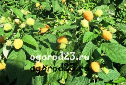 Малина желтая ананасная. Желтая малина — сорта, посадка, уход, фото