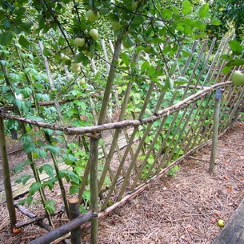 Как правильно выращивать малину. Выращивание садовой малины:, как правильно посадить кусты на участке 05 Как правильно выращивать малину. Выращивание садовой малины:, как правильно посадить кусты на участке 05