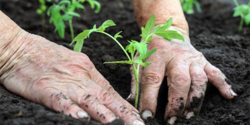 Как приготовить землю для рассады помидор. Какая земля лучше для помидор? 01