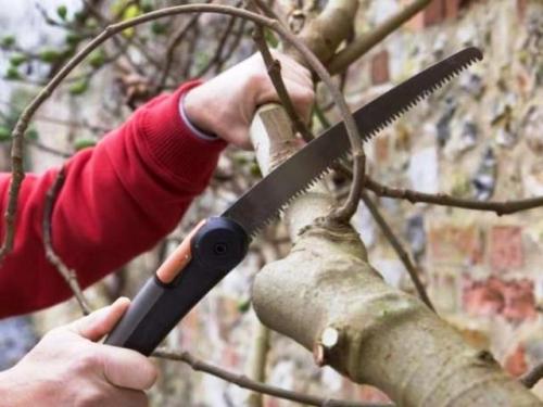 Обработка сада осенью от вредителей и болезней. Обработка фруктовых деревьев