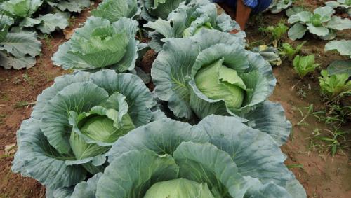 Чем обработать капусту от вредителей форум. Опыт дачника - как можно защитить капусту от вредителей