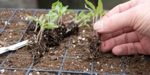 Грунт для пикировки рассады томатов. Как вырастить крепкие побеги без пикирования?
