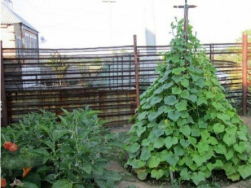 Как правильно сделать шпалеры для малины. Какие виды шпалер существуют, как сделать своими руками, инструкции и опыт участников FORUMHOUSE