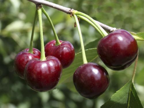 Как подготовить яму для посадки вишни. Какие допускают ошибки при посадке вишни?