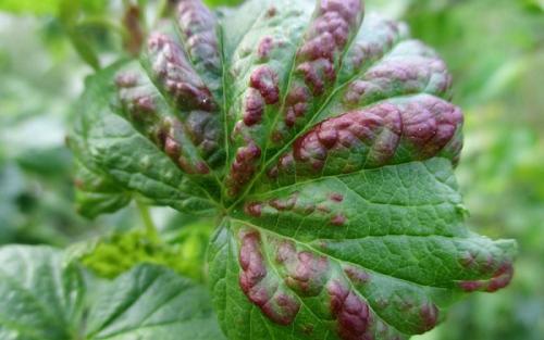 Как избавиться от мучнистой росы на смородине. Мучнистая роса на смородине – народные меры борьбы 09 Как избавиться от мучнистой росы на смородине. Мучнистая роса на смородине – народные меры борьбы 09