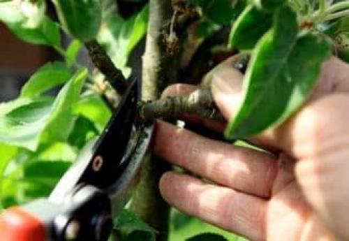 Когда и как обрезать колоновидную яблоню. Схема обрезки