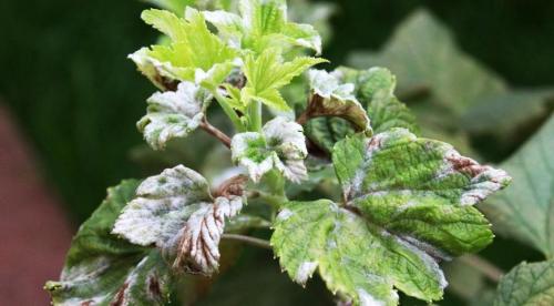 Чем обработать груши осенью от болезней и вредителей. Ржавчина 03 Чем обработать груши осенью от болезней и вредителей. Ржавчина 03