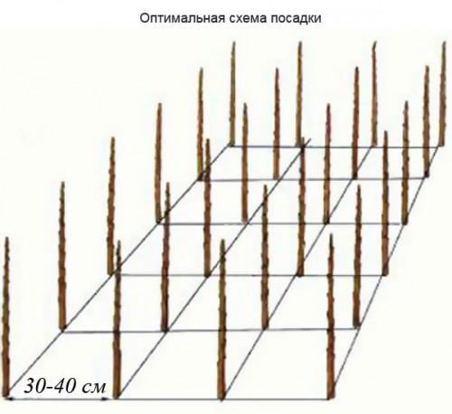 Когда обрезать колоновидную яблоню весной. обрезки колоновидных яблонь весной