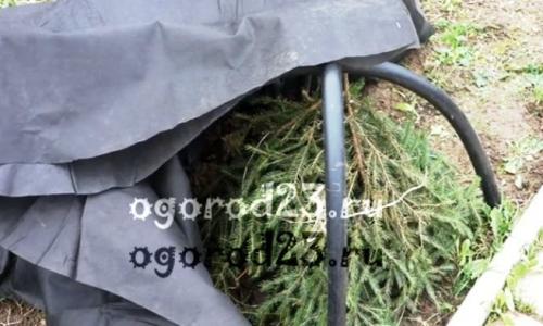 Укрытие роз на зиму. Чем укрыть розы, чтобы сохранить их зимой?