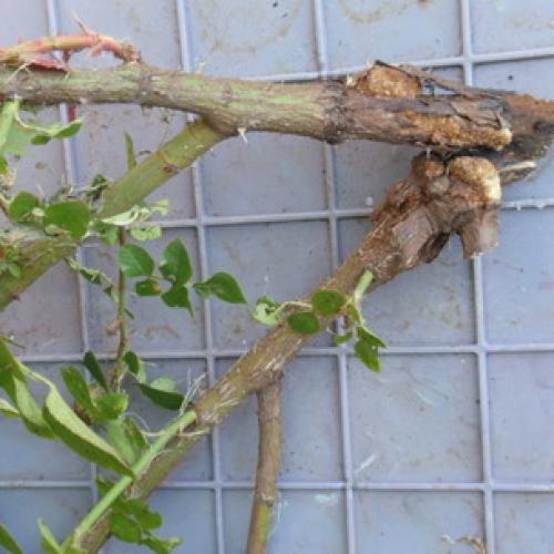 Оранжевые точки на ветках яблони. Лечение и профилактика 04 Оранжевые точки на ветках яблони. Лечение и профилактика 04