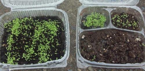 Выращивание табака на семена. Посев и посадка