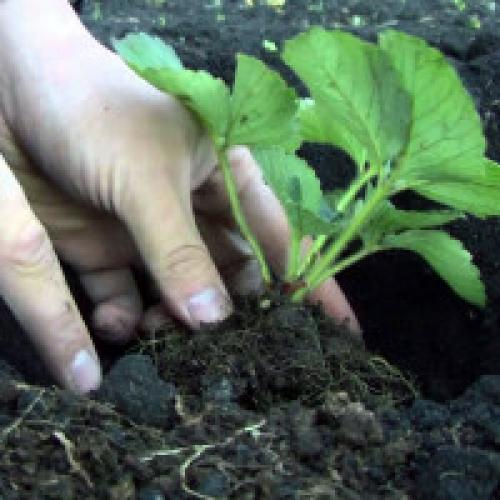 Способ посадки клубники. Как сажать клубнику в открытый грунт