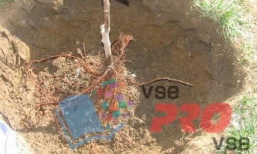 Как правильно посадить яблоню колоновидную. 