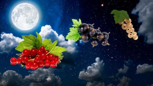 Посадка черной смородины осенью в Подмосковье. Когда сажать смородину в открытый грунт осенью, в,, каком месяце