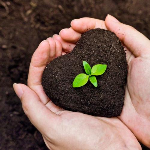 Конский навоз для малины. Как подкармливать помидоры и огурцы конским навозом.