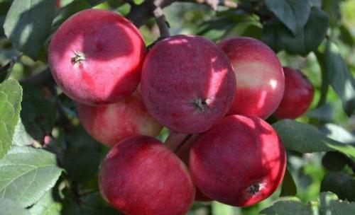 Бор для яблони. Чем опрыскать яблоню для высокого урожая. Секретный рецепт