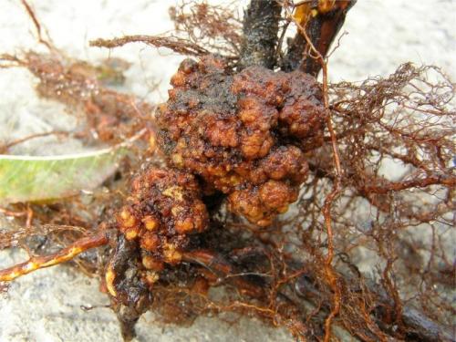 Светло зеленые листья у малины. Желтеют листья у малины –, что делать?