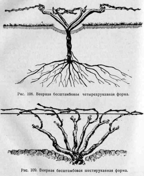 Как правильно сформировать куст винограда с 1-го года. Формирование кустов в первый и последующие годы