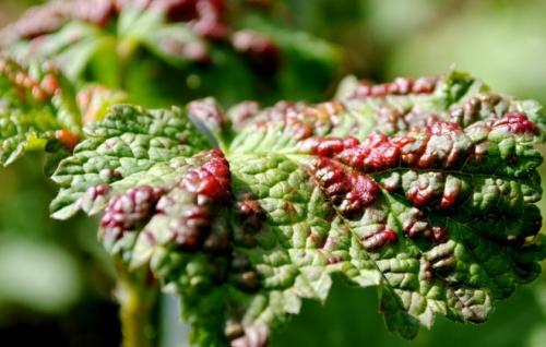 Красные листья на смородине, как бороться. Причины, вызывающие красные пятна на листьях 02