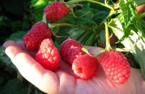 Ремонтантная малина морозостойкая. Описание лучших сортов малины (фото и видео)