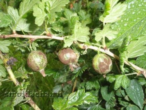 Как избавиться от мучнистой росы на смородине. Мучнистая роса на смородине – народные меры борьбы 03 Как избавиться от мучнистой росы на смородине. Мучнистая роса на смородине – народные меры борьбы 03