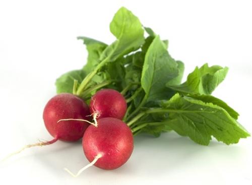 Что в огороде можно посадить в тени. Декоративные растения для тени 03 Что в огороде можно посадить в тени. Декоративные растения для тени 03