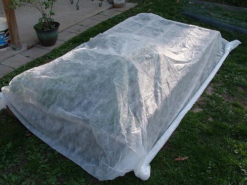 Как посадить клубнику под черную пленку. Как правильно посадить клубнику под черную пленку (пошаговый метод) 01