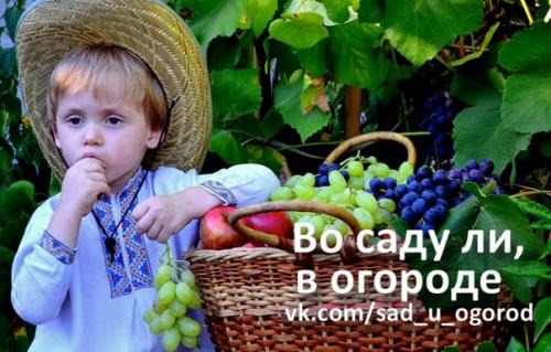 Можно ли собирать недозрелый виноград. Как определить, созрел ли виноград