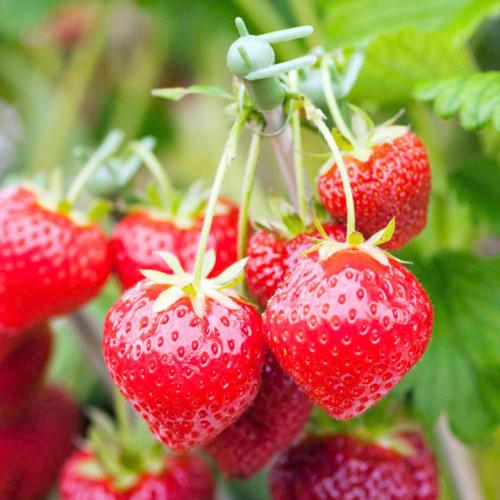 Ремонтантная клубника, что это значит. Ремонтантная клубника —, что это значит?